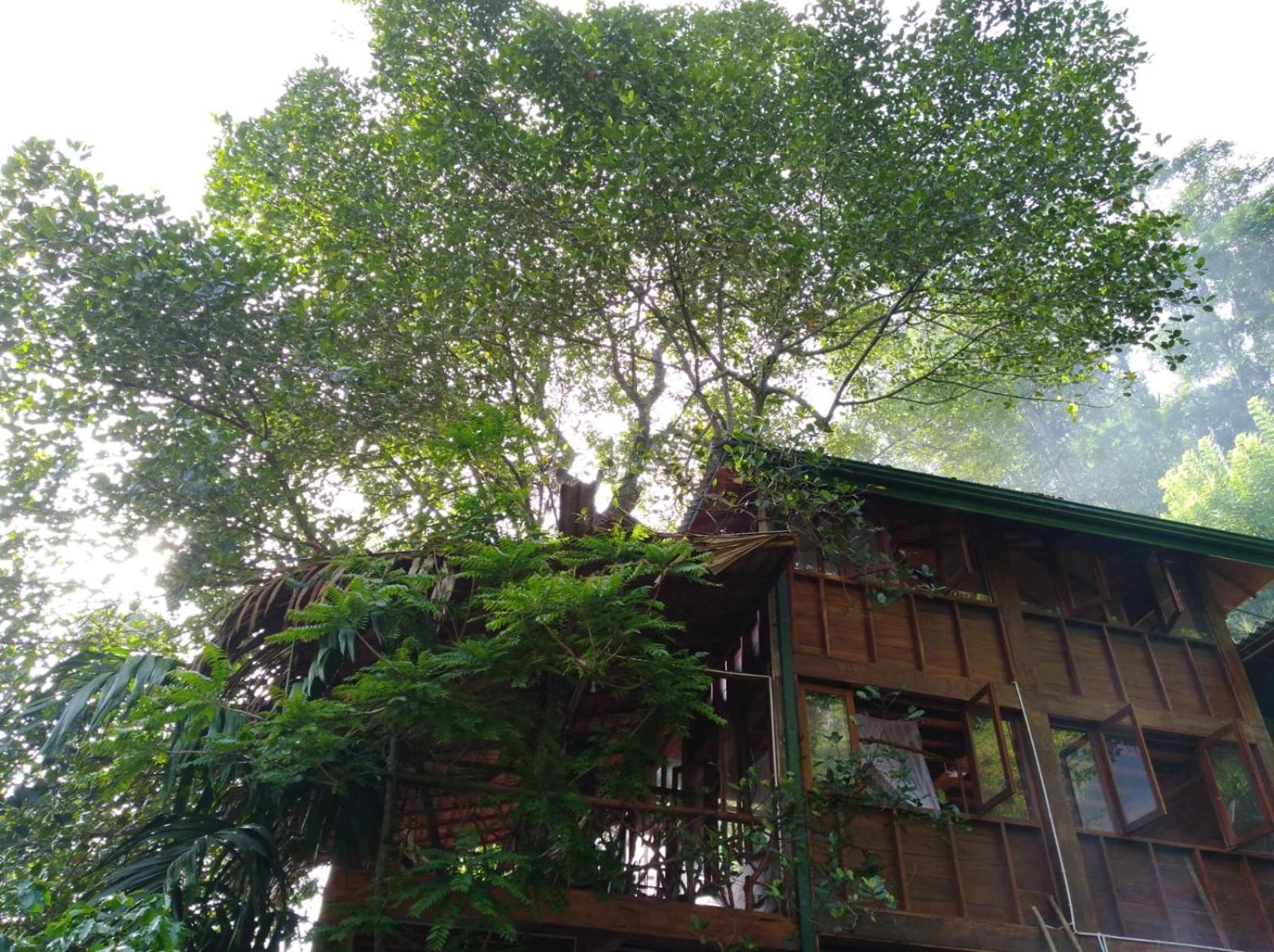 Ella Treehouse Hotell Exteriör bild